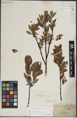Foto von Salix lapponum L.